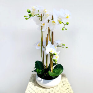 Vaso di Orchidea